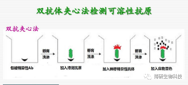 BYabscience|Elisa方法中的竞争法与夹心法的区别